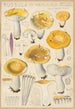Russula ochroleuca - Hans Baldung — vy av konstverket