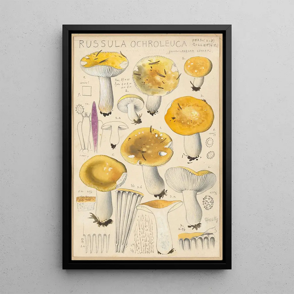 Russula ochroleuca - Hans Baldung — inramlat konstverk på väggen
