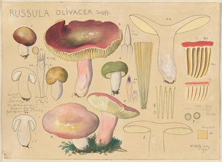 Russula olivacea - Hans Baldung — vy av konstverket