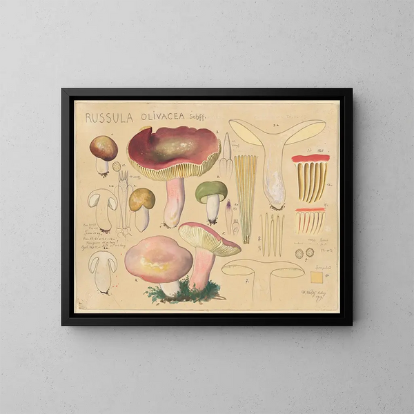 Russula olivacea - Hans Baldung — inramlat konstverk på väggen