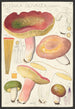 Russula olivacea schff - Hans Baldung — vy av konstverket