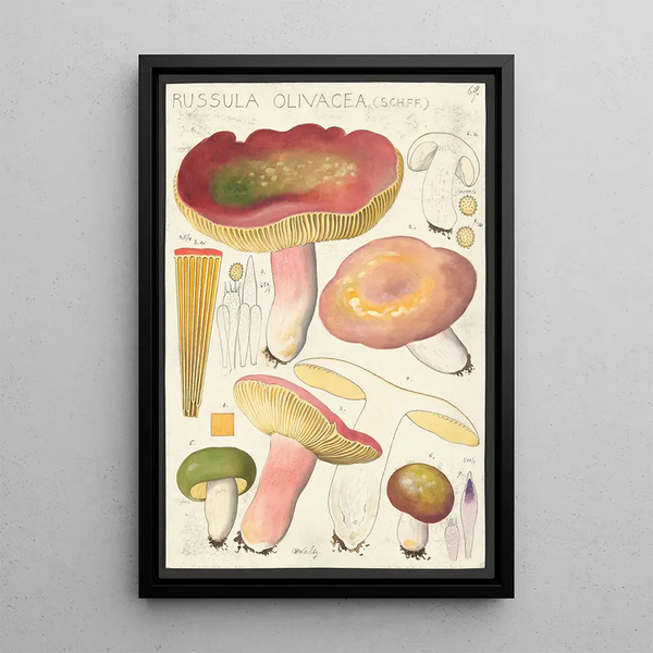 Russula olivacea schff - Hans Baldung — inramlat konstverk på väggen