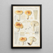 Russula pectinata - Hans Baldung — inramlat konstverk på väggen