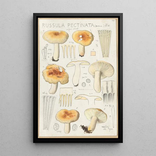 Russula pectinata - Hans Baldung — inramlat konstverk på väggen
