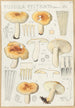 Russula pectinata - Hans Baldung — vy av konstverket
