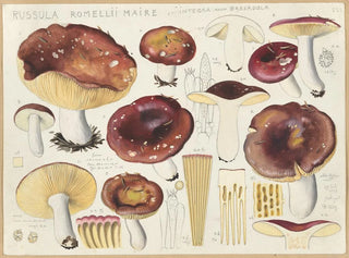 Russula romellii - Hans Baldung — vy av konstverket