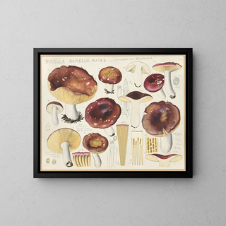 Russula romellii - Hans Baldung — inramlat konstverk på väggen