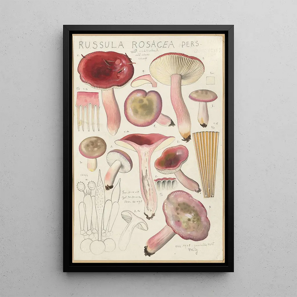 Russula rosacea - Hans Baldung — inramlat konstverk på väggen