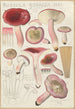 Russula rosacea - Hans Baldung — vy av konstverket