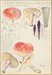 Russula sardonia - Hans Baldung — vy av konstverket