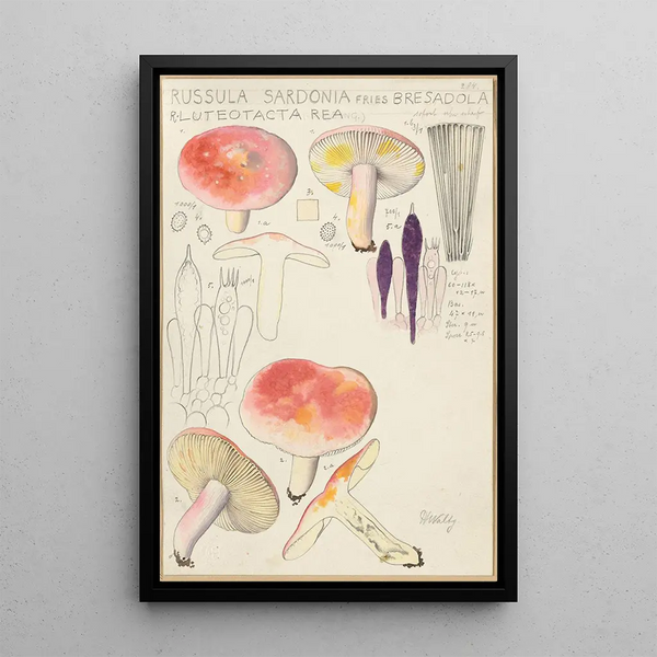 Russula sardonia - Hans Baldung — inramlat konstverk på väggen