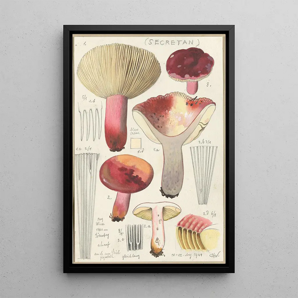 Russula secretan - Hans Baldung — inramlat konstverk på väggen
