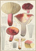 Russula secretan - Hans Baldung — vy av konstverket