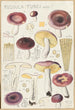 Russula turci - Hans Baldung — vy av konstverket