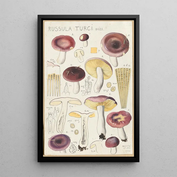 Russula turci - Hans Baldung — inramlat konstverk på väggen