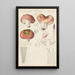 Russula vesca - Hans Baldung — inramlat konstverk på väggen
