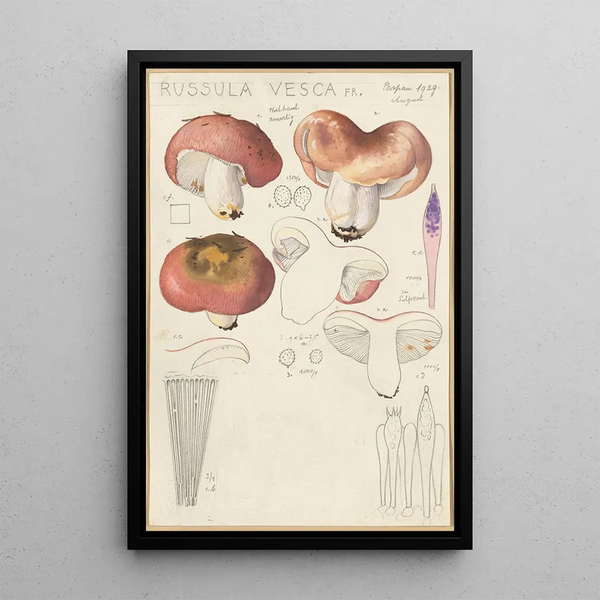 Russula vesca - Hans Baldung — inramlat konstverk på väggen