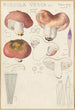 Russula vesca - Hans Baldung — vy av konstverket