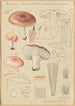Russula vesca subsp Depallens singer - Hans Baldung — vy av konstverket