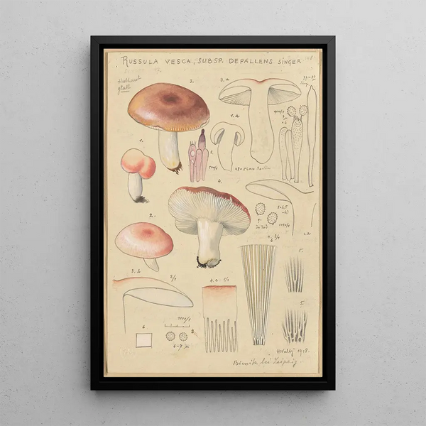 Russula vesca subsp Depallens singer - Hans Baldung — inramlat konstverk på väggen