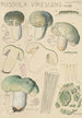 Russula virescens - Hans Baldung — vy av konstverket
