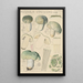 Russula virescens - Hans Baldung — inramlat konstverk på väggen