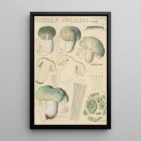 Russula virescens - Hans Baldung — inramlat konstverk på väggen