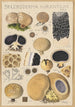 Scleroderma aurantium Pers - Hans Baldung — vy av konstverket