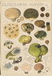 Scleroderma bovista - Hans Baldung — vy av konstverket