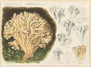 Sparassis laminosa - Hans Baldung — vy av konstverket