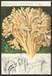 Sparassis laminosa Fries - Hans Baldung — vy av konstverket
