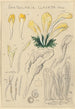 Spathularia clavata - Hans Baldung — vy av konstverket