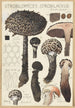 Strobilomyces strobilaceus Scop Berk - Hans Baldung — vy av konstverket