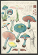 Stropharia aeruginosa Curt - Hans Baldung — vy av konstverket