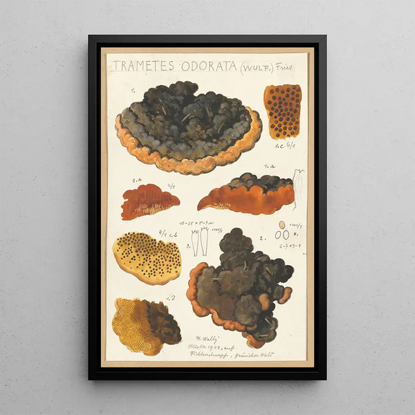 Trametes odorata Wulf Fries - Hans Baldung — inramlat konstverk på väggen