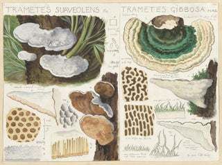 Trametes suaveolens - Hans Baldung — vy av konstverket
