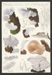 Tremellodon gelatinosum Fr - Hans Baldung — vy av konstverket