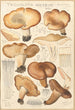 Tricholoma acerbum - Hans Baldung — vy av konstverket