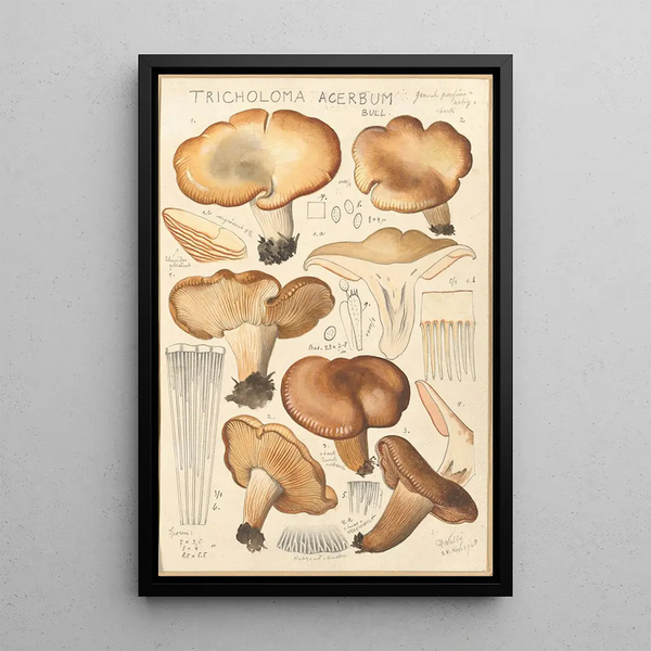 Tricholoma acerbum - Hans Baldung — inramlat konstverk på väggen