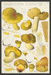 Tricholoma equestre L - Hans Baldung — vy av konstverket