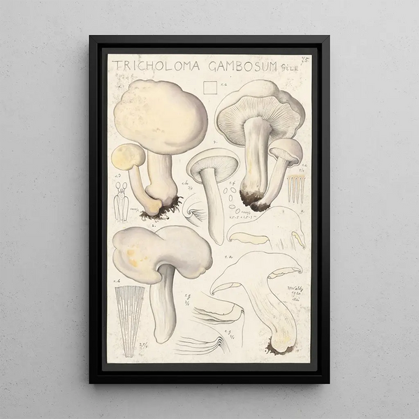 Tricholoma gambosum Gill - Hans Baldung — inramlat konstverk på väggen