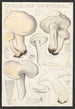 Tricholoma gambosum Gill - Hans Baldung — vy av konstverket
