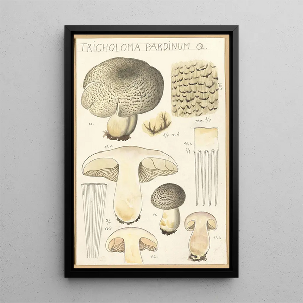Tricholoma pardinum Q - Hans Baldung — inramlat konstverk på väggen