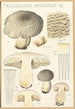 Tricholoma pardinum Q - Hans Baldung — vy av konstverket