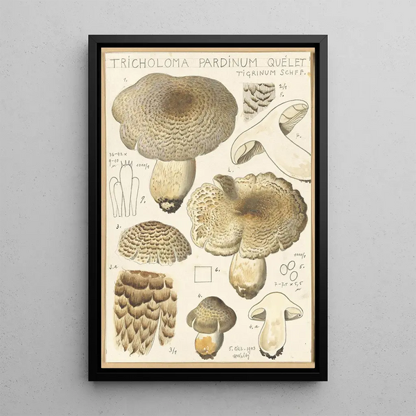 Tricholoma pardinum quelet - Hans Baldung — inramlat konstverk på väggen