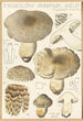 Tricholoma pardinum quelet - Hans Baldung — vy av konstverket