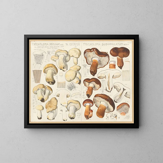 Hans Walty - Tricholoma pomona Tricholoma subannulatum.webp
