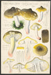 Tricholoma sejunctum Sow - Hans Baldung — vy av konstverket