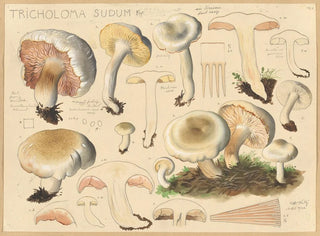 Tricholome sudum - Hans Baldung — vy av konstverket