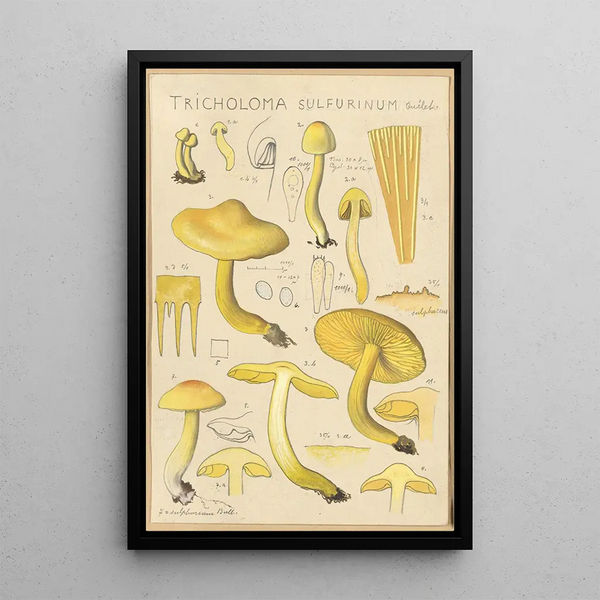 Tricholoma sulfurinum - Hans Baldung — inramlat konstverk på väggen